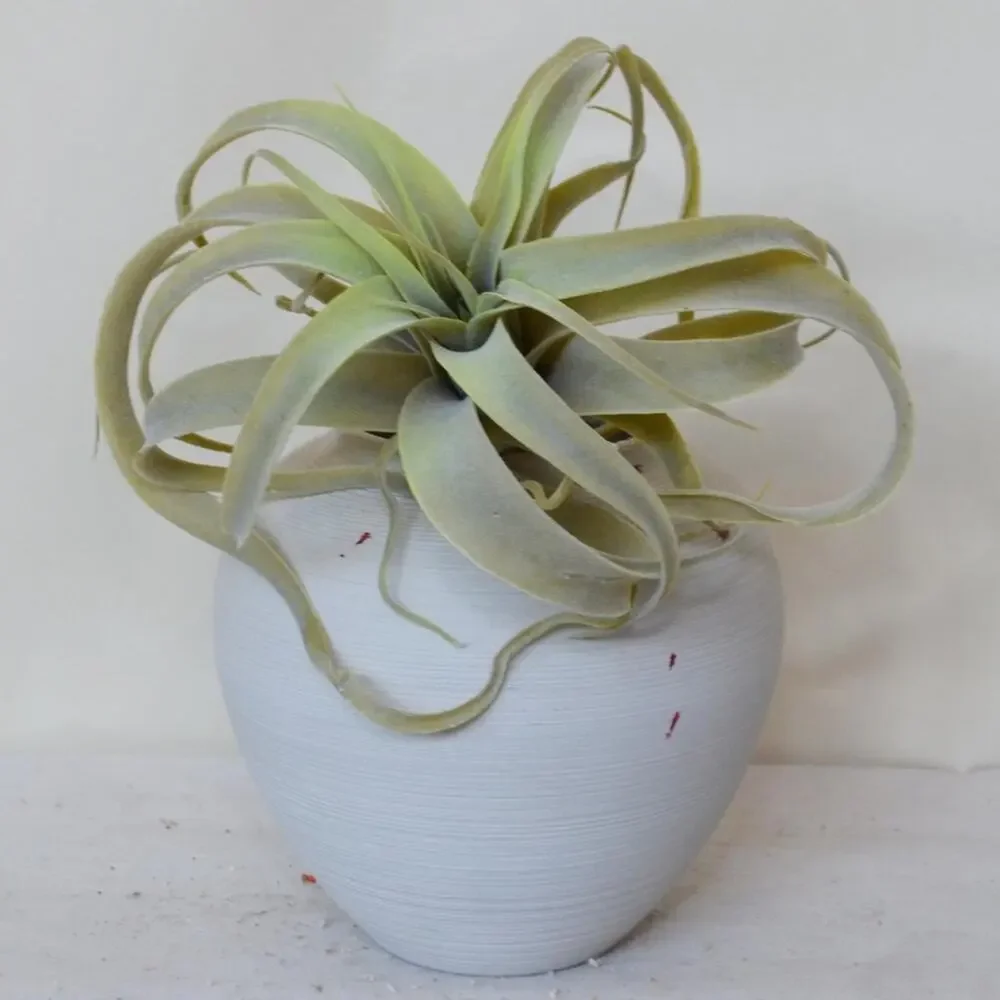 NEW POTTERY BARN Mint Green Faux Air Plant Tillandsia Tabletop Decor Display
